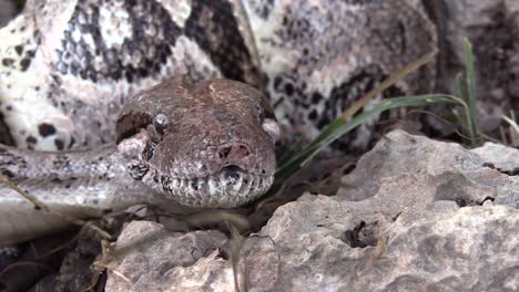 Extreme-close-up-of-a-python-on-the-jungle-floor