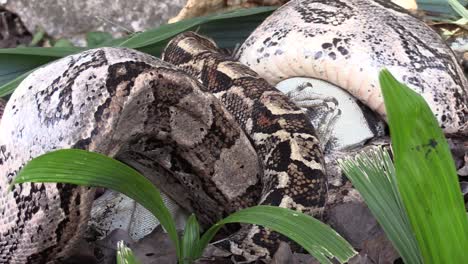 Extreme-close-up-of-a-python-eating-an-iguana-whole--2