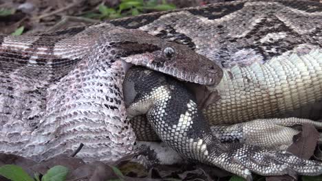 Extreme-close-up-of-a-python-eating-an-iguana-whole--3