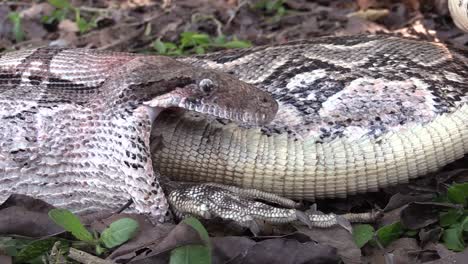 Extreme-close-up-of-a-python-eating-an-iguana-whole--4