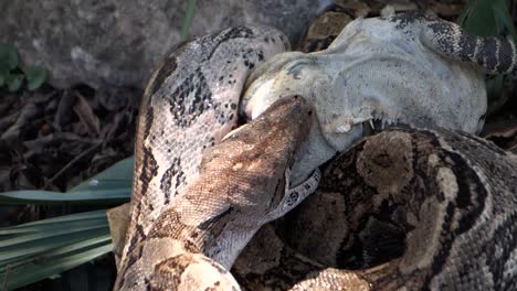 Extreme-close-up-of-a-python-eating-an-iguana-whole--5