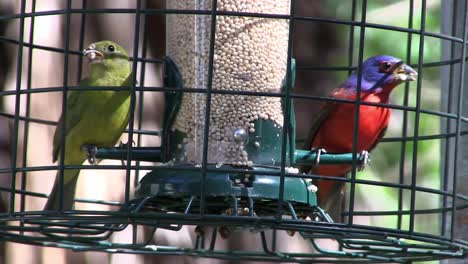 Dos-Pájaros-Cantores-Del-Empavesado-Pintado-De-Colores-Se-Sientan-En-Una-Jaula