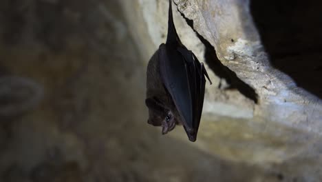 Close-up-of-fruit-bats-in-a-cave-in-a-Mayan-temple-Guatemala
