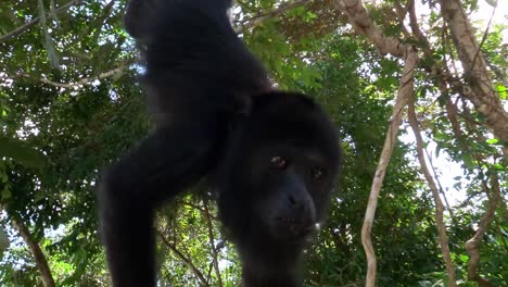 Monos-Aulladores-Juegan-En-Las-Selvas-Del-Yucatán-Mexicano