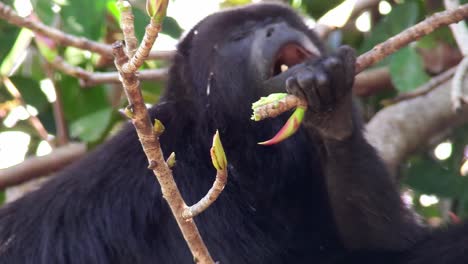 A-howler-monkey-eats-in-the-jungles-of-the-Mexican-Yucatan