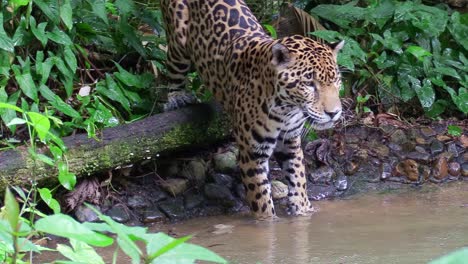 Ein-Schöner-Jaguar-Spaziert-Durch-Einen-Fluss-Im-Dschungel
