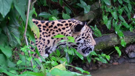 Ein-Schöner-Jaguar-Spaziert-Durch-Einen-Fluss-Im-Dschungel-2