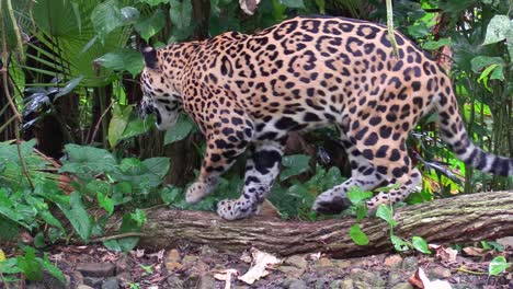 Ein-Schöner-Jaguar-Spaziert-Durch-Einen-Fluss-Im-Dschungel-3