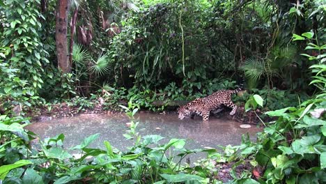 A-beautiful-jaguar-lies-drinks-at-a-watering-hole