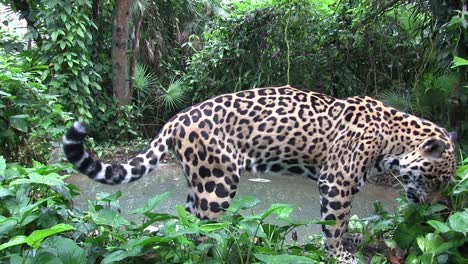 A-beautiful-jaguar-lies-drinks-at-a-watering-hole-1