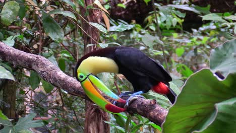 A-keel-billed-toucan-sits-on-a-branch-in-the-jungle