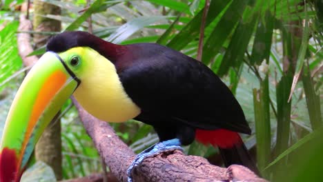 A-keel-billed-toucan-sits-on-a-branch-in-the-jungle-1