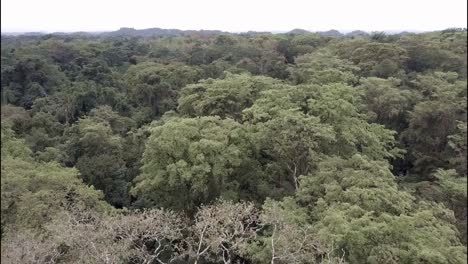 A-beautiful-aerial-over-the-jungles-of-the-Yucatan-in-Mexico