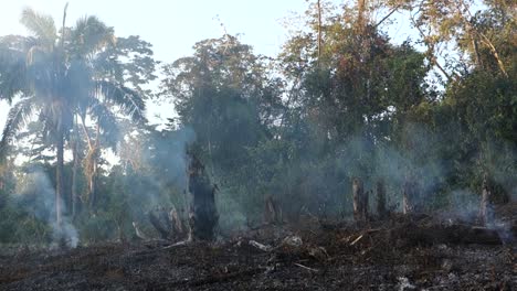 Brandrodung-Landwirtschaft-Zerstört-Einheimische-Wälder-In-Der-Dritten-Welt