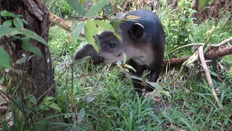 A-tapir-chews-on-vegetation-in-the-forest-2