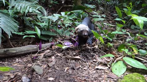 A-tayra-weasel-plays-in-the-jungle