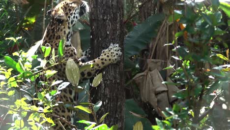 Ein-Jaguar-Klettert-Im-Dschungel-Von-Belize-In-Zeitlupe-Auf-Einen-Baum