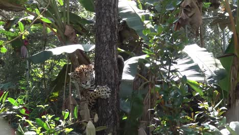 Ein-Jaguar-Steigt-Im-Dschungel-Von-Belize-Von-Einem-Baum-Herab