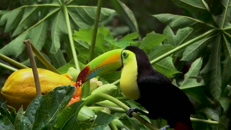 Ein-Kielschnabeltukan-Frisst-Papaya-Im-Regenwald-Von-Belize-1