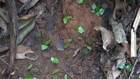 Blattschneiderameisen-Bewegen-Blätter-über-Den-Boden-Des-Dschungels-Von-Belize