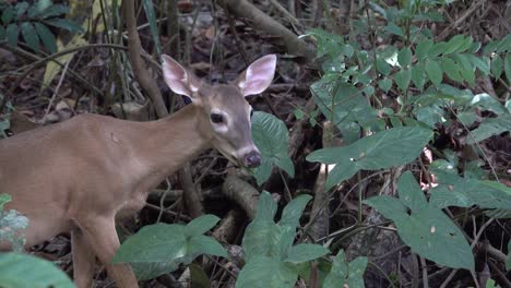 A-deer-feeds-on-leaves-in-the-rainforest-of-Costa-Rica