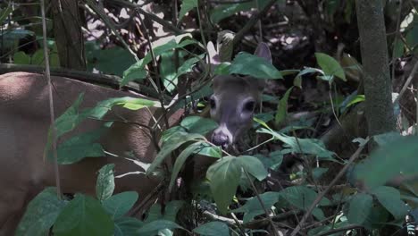 A-deer-feeds-on-leaves-in-the-rainforest-of-Costa-Rica-1