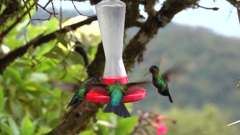 Hummingbirds-dine-at-an-outdoor-feeder-1