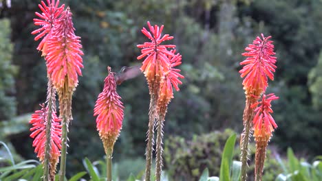 Ein-Weiblicher-Kolibri-Mit-Violettem-Kehlkopf-Ernährt-Sich-Von-Tropischen-Blumen-Im-Amazonas-Regenwald