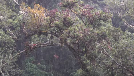 Fuertes-Lluvias-Tropicales-Caen-En-La-Selva-De-Costa-Rica