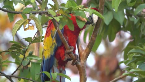 A-scarlet-macaw-parrot-climbs-a-tree-in-the-jungle-of-Costa-Rica