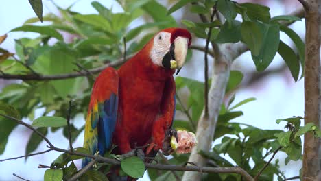 A-scarlet-macaw-parrot-eats-guava-on-a-branch-in-the-jungle-of-Costa-Rica