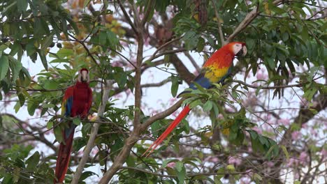 Two-scarlet-macaw-parrots-eat-guava-on-a-branch-in-the-jungle-of-Costa-Rica