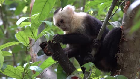 Kapuzineraffen-Mit-Weißem-Gesicht,-Die-Im-Regenwald-Von-Costa-Rica-Füttern
