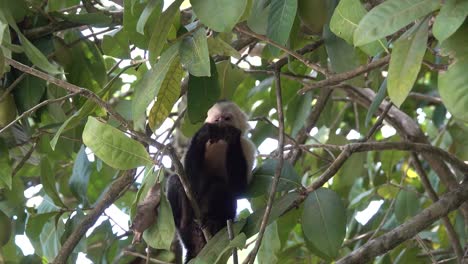 White-faced-capuchin-monkey-feeding-in-the-rainforest-of-Costa-Rica-1