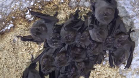 Eine-Gruppe-Von-Fledermäusen-Kauert-In-Einer-Höhle-In-Kuba