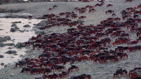 Hundreds-of-land-crabs-crowd-onto-a-Caribbean-beach