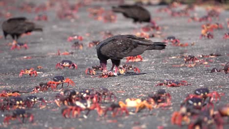 Turkey-vultures-attack-and-eat-land-crabs-walking-on-a-Caribbean-beach