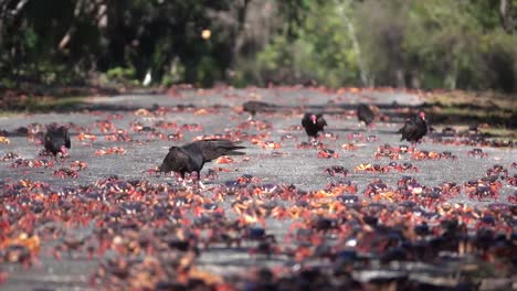 Turkey-vultures-attack-and-eat-land-crabs-walking-on-a-Caribbean-beach-1