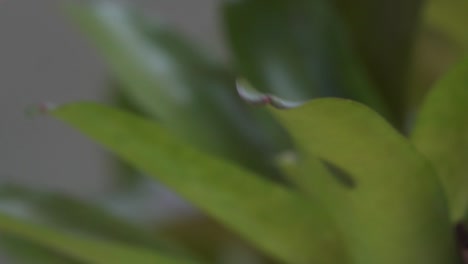 Nahaufnahme-Eines-Rotäugigen-Laubfrosches,-Der-In-Zeitlupe-Von-Einem-Blatt-Im-Dschungel-Springt-2