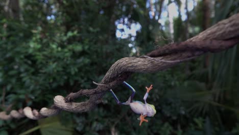 Amazing-shot-of-an-acrobatic-red-eyed-tree-frog-jumping-and-landing-on-a-branch