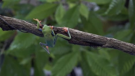 Amazing-shot-of-an-acrobatic-red-eyed-tree-frog-jumping-and-landing-on-a-branch-1