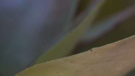 Nahaufnahme-Eines-Rotäugigen-Laubfrosches,-Der-über-Ein-Blatt-Im-Regenwald-Geht