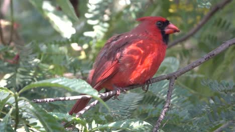 Nahaufnahme-Eines-Kardinalvogels,-Der-Auf-Einem-Ast-In-Einem-Wald-Sitzt
