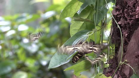 Zebra-longwing-butterfly-males-attracted-to-female-crysalis