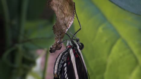 A-zebra-longwing-butterfly-emerges-from-a-cocoon-and-spreads-its-wings-1