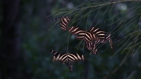 Zebra-Longwing-Butterfly-Roost-Por-La-Noche-En-El-Bosque