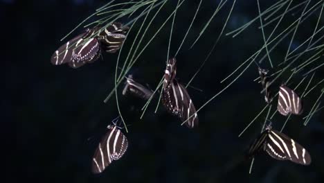 Zebra-Longwing-Butterfly-Roost-Por-La-Noche-En-El-Bosque-1