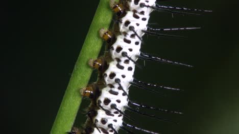 Zebra-Longwing-Butterfly-Caterpillar-Camina-Sobre-Una-Rama