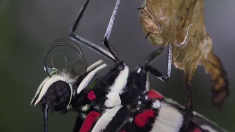 Zebra-longwing-butterfly-female-inspects-the-crysalis-with-proboscis-in-slow-motion