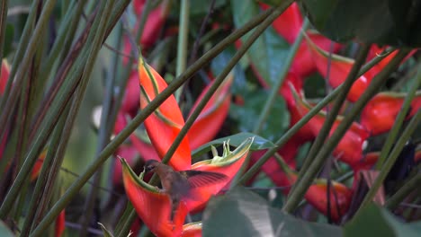 Ein-Bronzener-Einsiedlerkolibri,-Der-Sich-Im-Dschungel-Von-Costa-Rica-Von-Hibiskusblüten-Ernährt